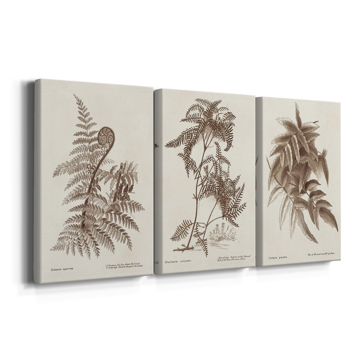 Sepia Fern Varieties I Premium Gallery Wrapped Canvas - Ready to Hang - 24 x 36 Each