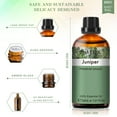 thumbnail image 2 of PHATOIL Juniper Essential Oils for Diffusers Humidifier 100% Pure Natural Aromatherapy Massage Bath Sleep Relaxation 30ml/1.01 fl.Oz, 2 of 7