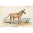 thumbnail image 2 of Charles Hamilton Smith 18x13 Gold Ornate Wood Frame and Double Matted Museum Art Print Titled - Donkey Hippagrus the Yo-To-Tze (1837), 2 of 4