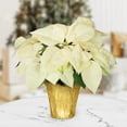 thumbnail image 3 of Plants and Blooms 14-16" White Poinsettia Live Plant in 6" Grower Pot with a Gold Pot Cover, House Plant, 3 of 6