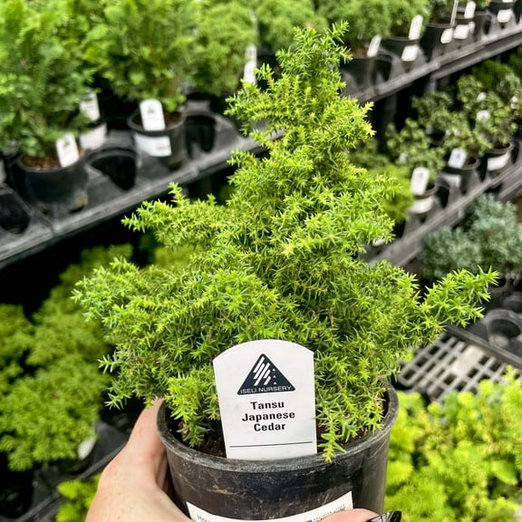 Tansu Japanese Cedar - Live Bonsai Starter Plant - 4" Growers Pot