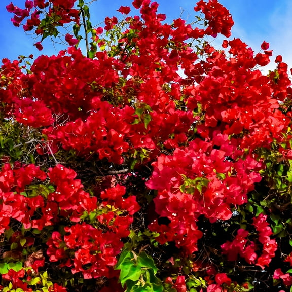 Bougainvillea Plant - Pack 1 Bougainvillea Flowering Plant - Starter from 4 to 5 Inches Tall Bareroot - Growing Outdoor