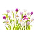 thumbnail image 2 of Parker, Jacky 32x23 Black Ornate Wood Framed with Double Matting Museum Art Print Titled - Tulipa Spring, 2 of 4