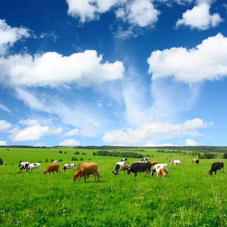 All Purpose Pasture Seed Mix - 25 LBS