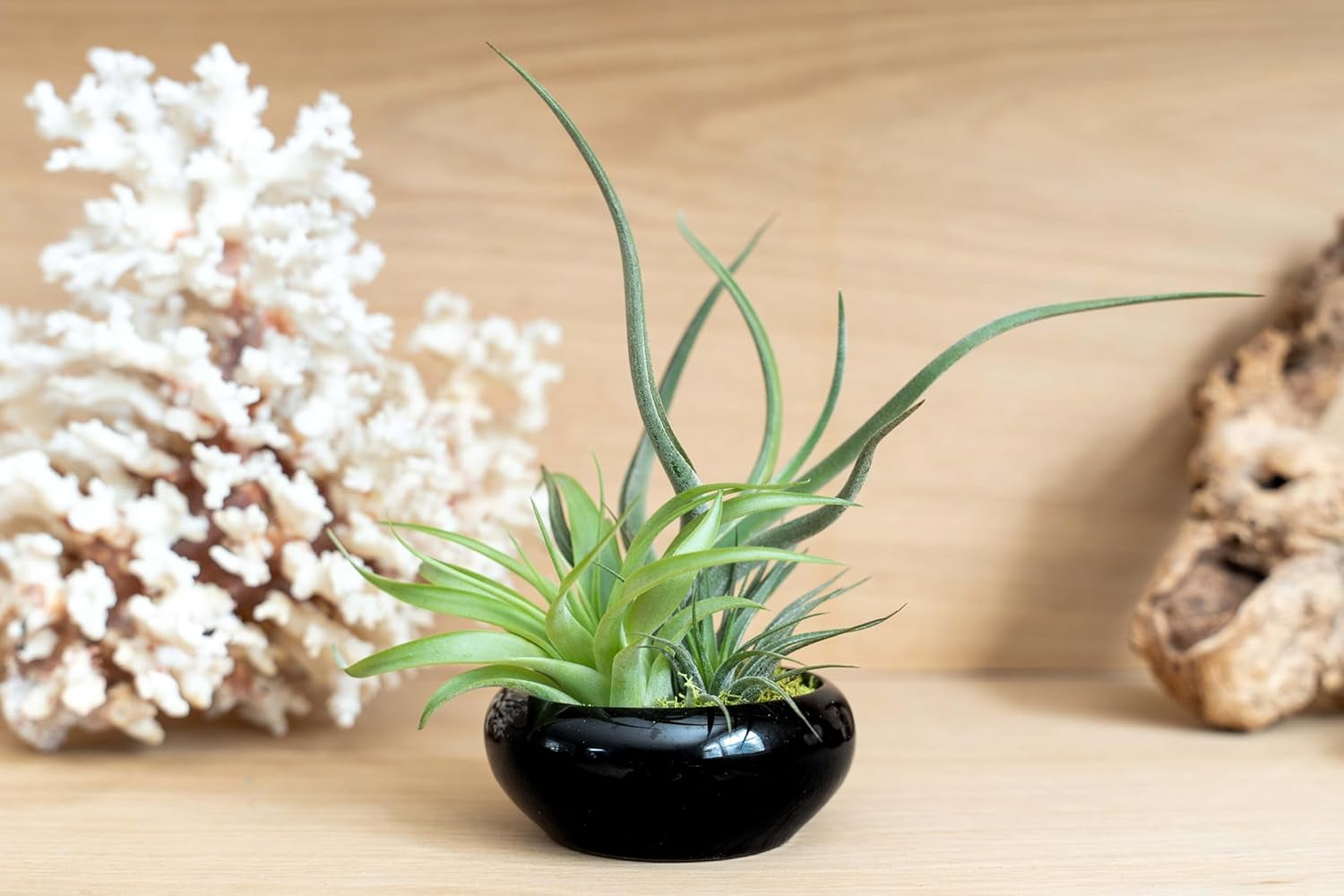 Air Plant Shop Fully Assembled Tillandsia Air Plant Dish Garden in Black Glazed Container - Wholesale and Bulk - Succulents - Live Tillandsia - Easy Care Indoor and Outdoor House Plants