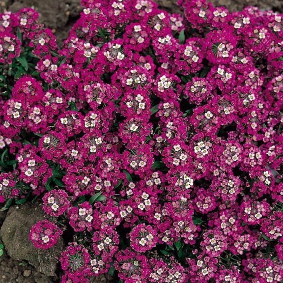Green River Seeds 25 Sweet Alyssum Scarlet Seeds - Tiny Colorful Flowers for Spring and Fall Gardening, Ideal for Hanging Baskets and Pathways