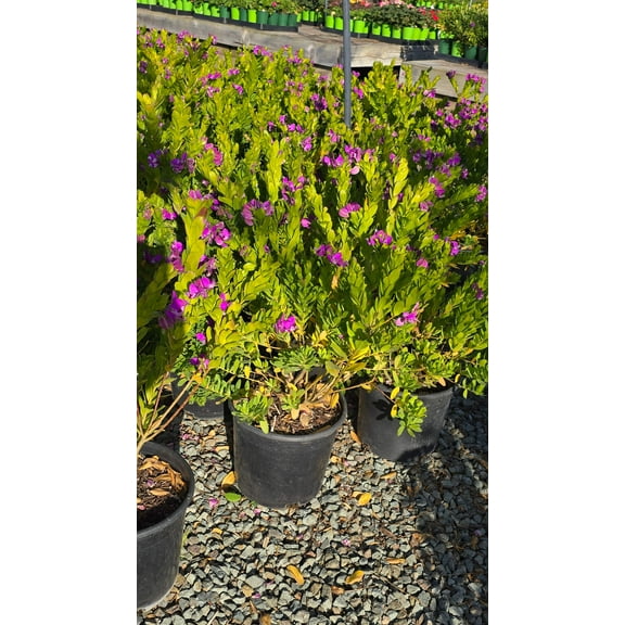 Polygala myrtifolia on 5 gallon pot - Get similar