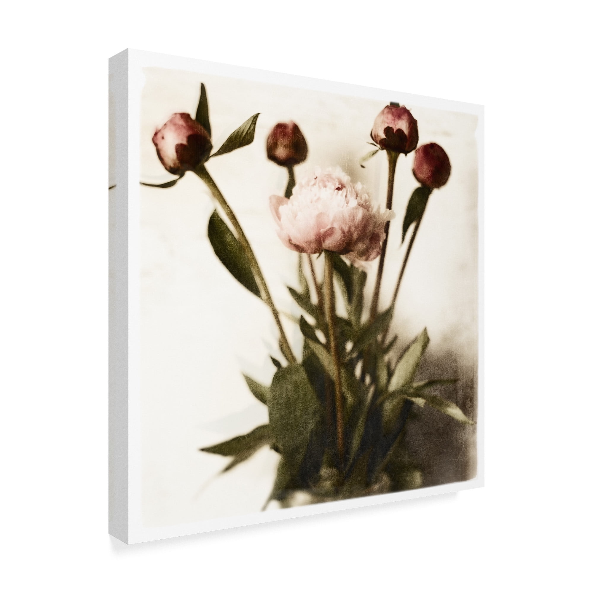 Trademark Fine Art 'Floral Peonies White Soft' Canvas Art by Michael Harrison
