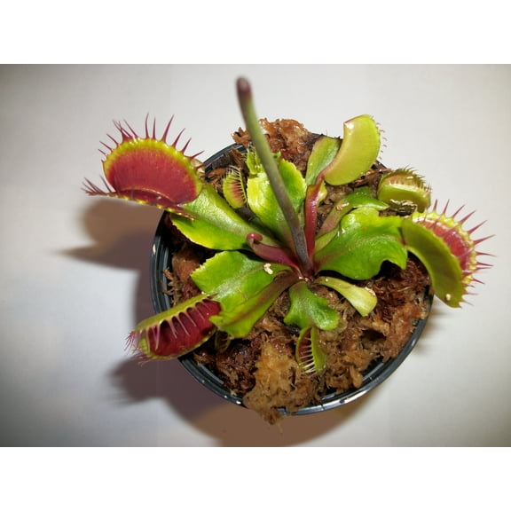 Joel's Carnivorous Outdoor Fly Trap Carnivorous Plant, 3 Count