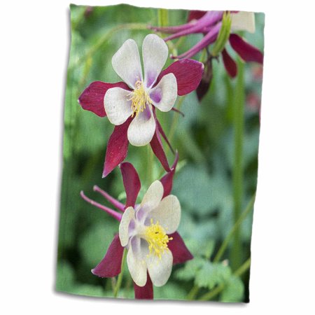 3dRose Columbine Flowers - Towel  15 by 22-inch (twl_313909_1)