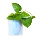 thumbnail image 1 of Gwong Decoración hogareña Magic Soft Silicone Deja Botella Pegatina Pegatina Pegatina Cuerpo Para Potes De Flor De Pared De Vidrio Gwong 21031280, 1 of 6