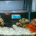 thumbnail image 3 of NEPTONION Magnetic Aquarium Fish Tank Glass Algae scrapers Glass Cleaner Scrubber Clean Brush [Floating,Scratch-Free,Non-Slip,magnetizing]XL, 3 of 6
