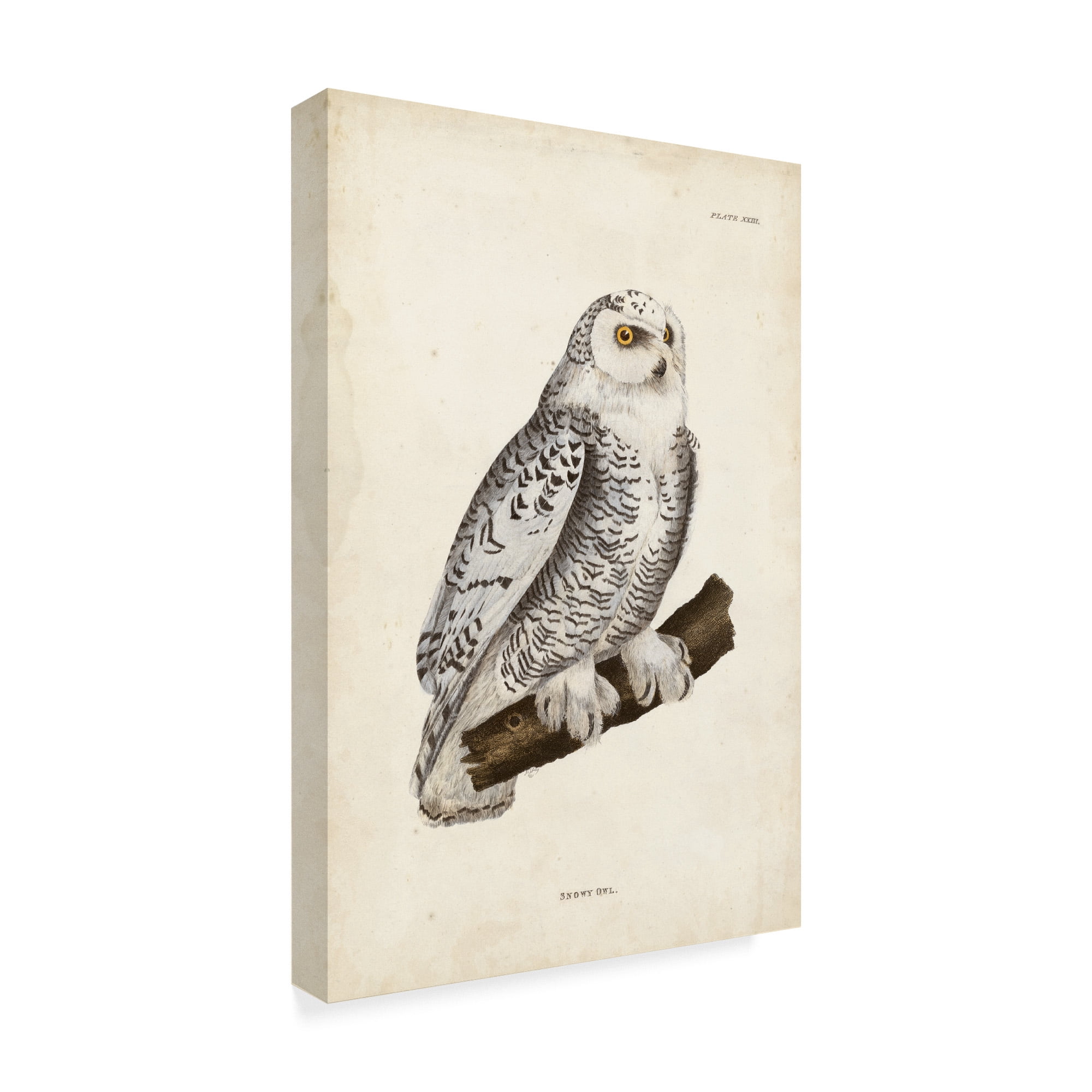 Trademark Fine Art 'Snowy Owl White' Canvas Art by John Selby