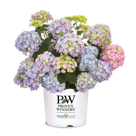 Proven Winners ColorChoice Let's Dance Skyview Hydrangea Live Shrub (2 Gallon)