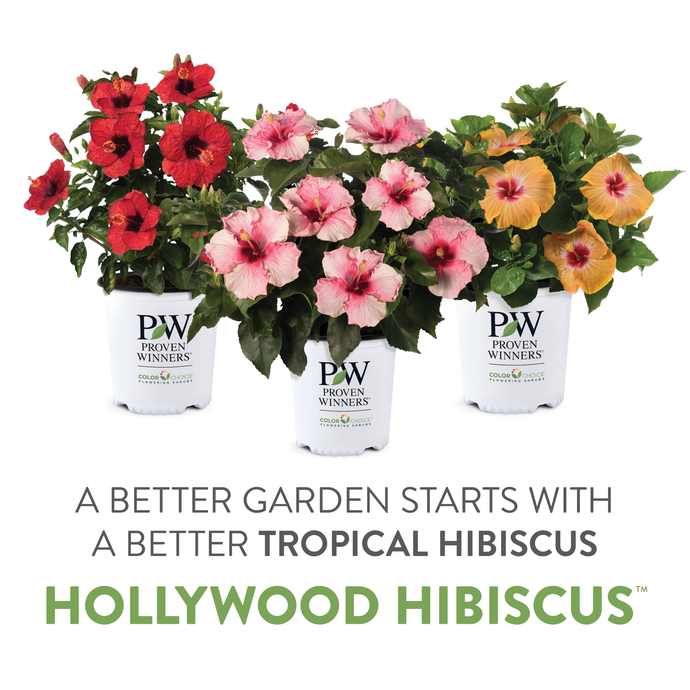 Proven Winners ColorChoice 6" Pink Hollywood Hibiscus First Lady Tropical Hibiscus Live Plant in 7.5" Pot