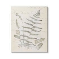 Stupell Industries Latin Study Vintage Fern Botanical Botanical & Floral Drawing Gallery Wrapped Canvas Print Wall Art