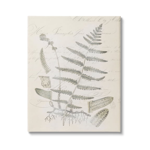 Stupell Industries Latin Study Vintage Fern Botanical Botanical & Floral Drawing Gallery Wrapped Canvas Print Wall Art