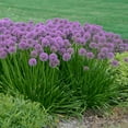 thumbnail image 2 of Millenium Allium Potted Flowering Perennial Plant, in a 2.50 Qt. Pot, 2 of 4