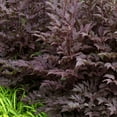 thumbnail image 5 of Actea 'Black Negligee' -Live Starter Plant, 5 of 6
