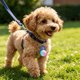thumbnail image 3 of Collar con luz LED recargable para perros – Luz de seguridad USB para mascotas con clip, colgante para perros y gatos para paseos nocturnos., 3 of 6