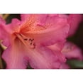 thumbnail image 3 of Crane, Rita 24x17 Black Modern Framed Museum Art Print Titled - Exotic Rhodies VII, 3 of 5