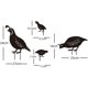 thumbnail image 5 of Outdoor Metal Garden Decor, Quail Farm Garden Art Metal Statues Decor Garden Decoration Lawn Path Sidewalk Garden - European Retro Style..., 5 of 5