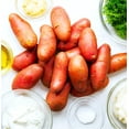 thumbnail image 6 of TomorrowSeeds - Red French Fingerling Seed Potatoes - USDA Certified for Growers Red Gold New Potato Bulb For Planting Vegetable Seeds 2025 - 15 Pounds, 6 of 10