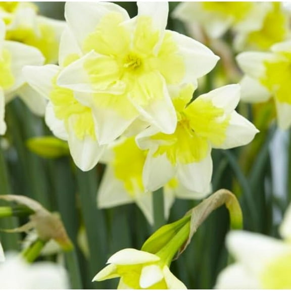 Prom Dance Daffodil Bulbs for Planting, Beautiful White and Yellow Blooms (20 Bulbs)
