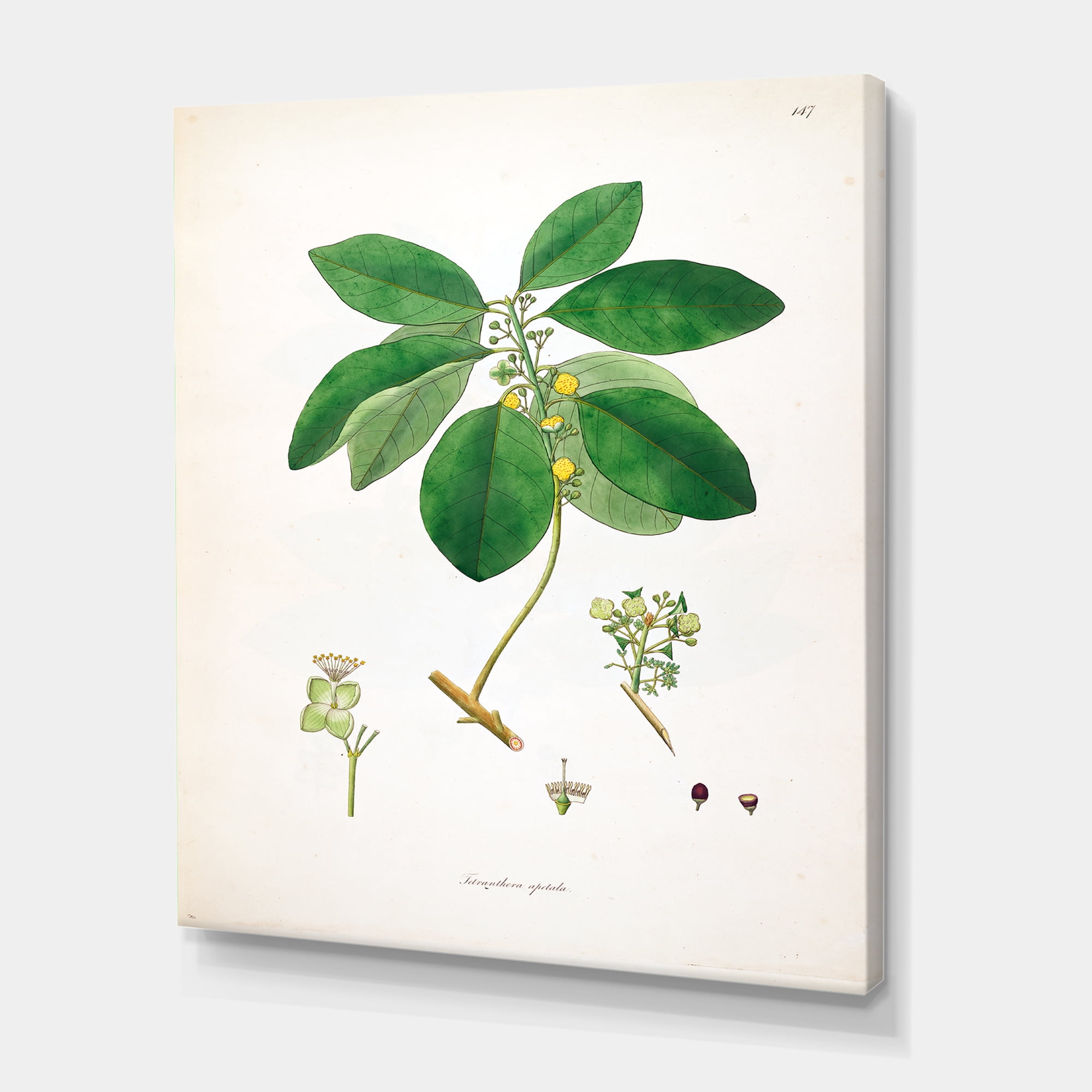 Ancient Botanicals V 8 in x 12 in Painting Canvas Art Print, by Designart