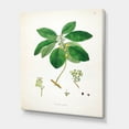 thumbnail image 3 of Designart ' Ancient Botanicals V ' Farmhouse Canvas Wall Art Print, 3 of 4