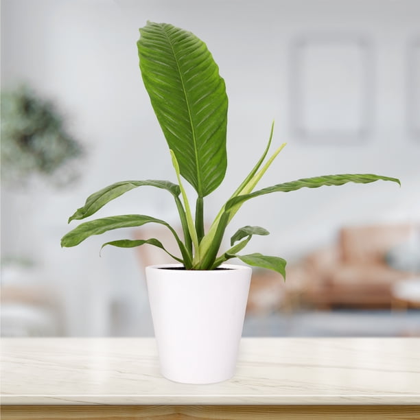 Wild Interiors Philodendron Campii Hybrid in Minimalist White Planter  5in  - Walmart Business Supplies
