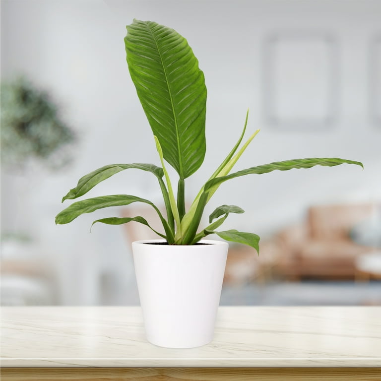 Wild Interiors Philodendron Campii Hybrid in Minimalist White