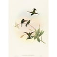 thumbnail image 3 of John Gould 18x24 Black Modern Framed Museum Art Print Titled - Callipharus Nigriventris (Black-Bellied Hummingbird), 3 of 5