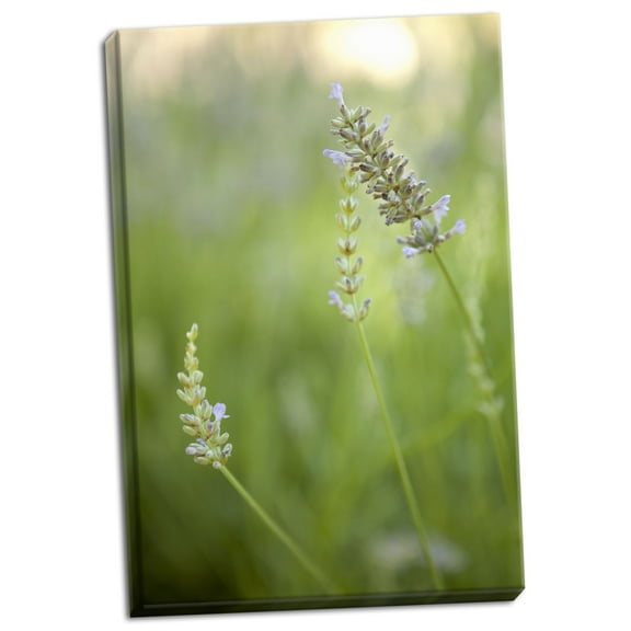 Gango Home Decor Lavender II by Karyn Millet (Ready to Hang); One 24x36in Hand-Stretched Canvas