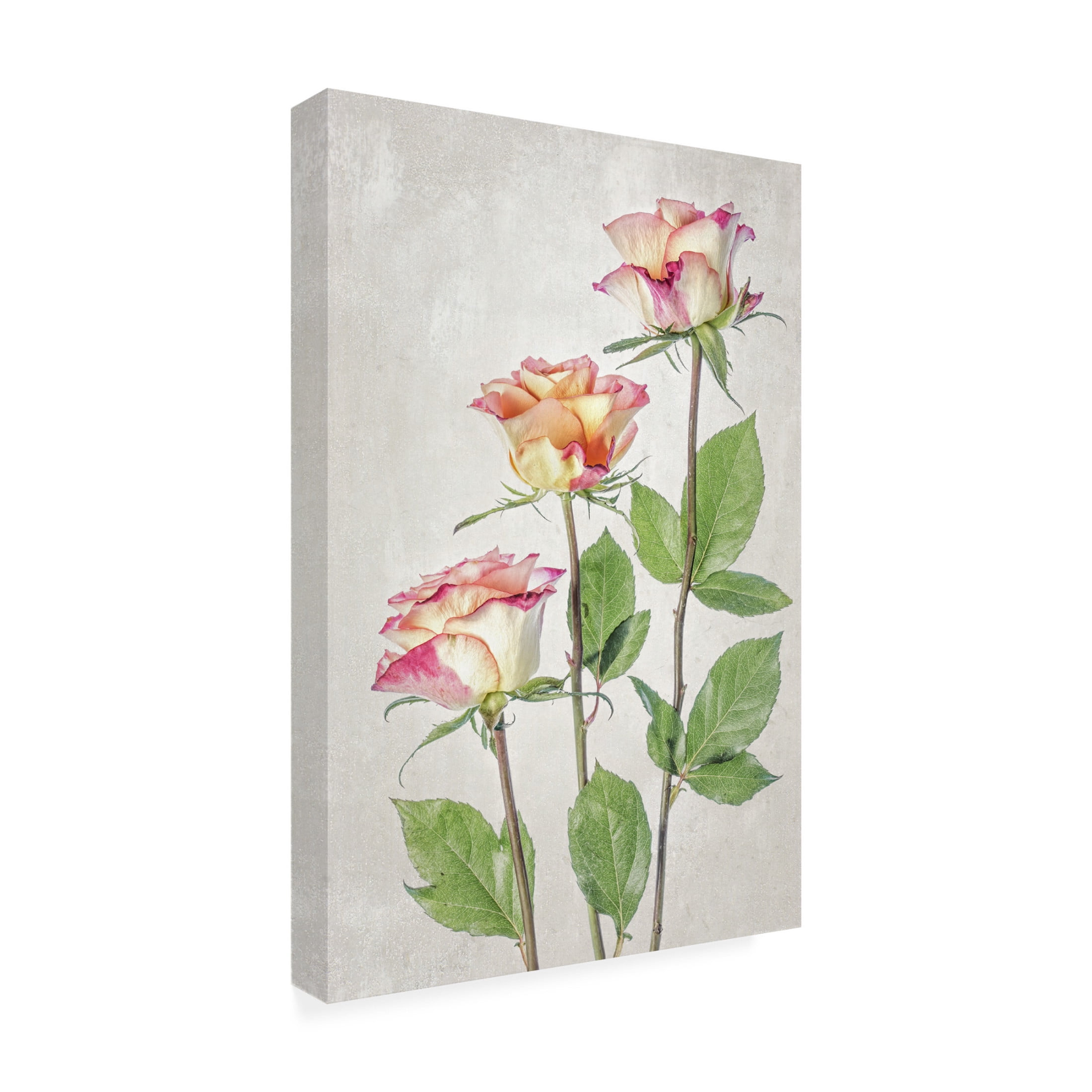 Trademark Fine Art Mandy Disher Roses Canvas Wall Art