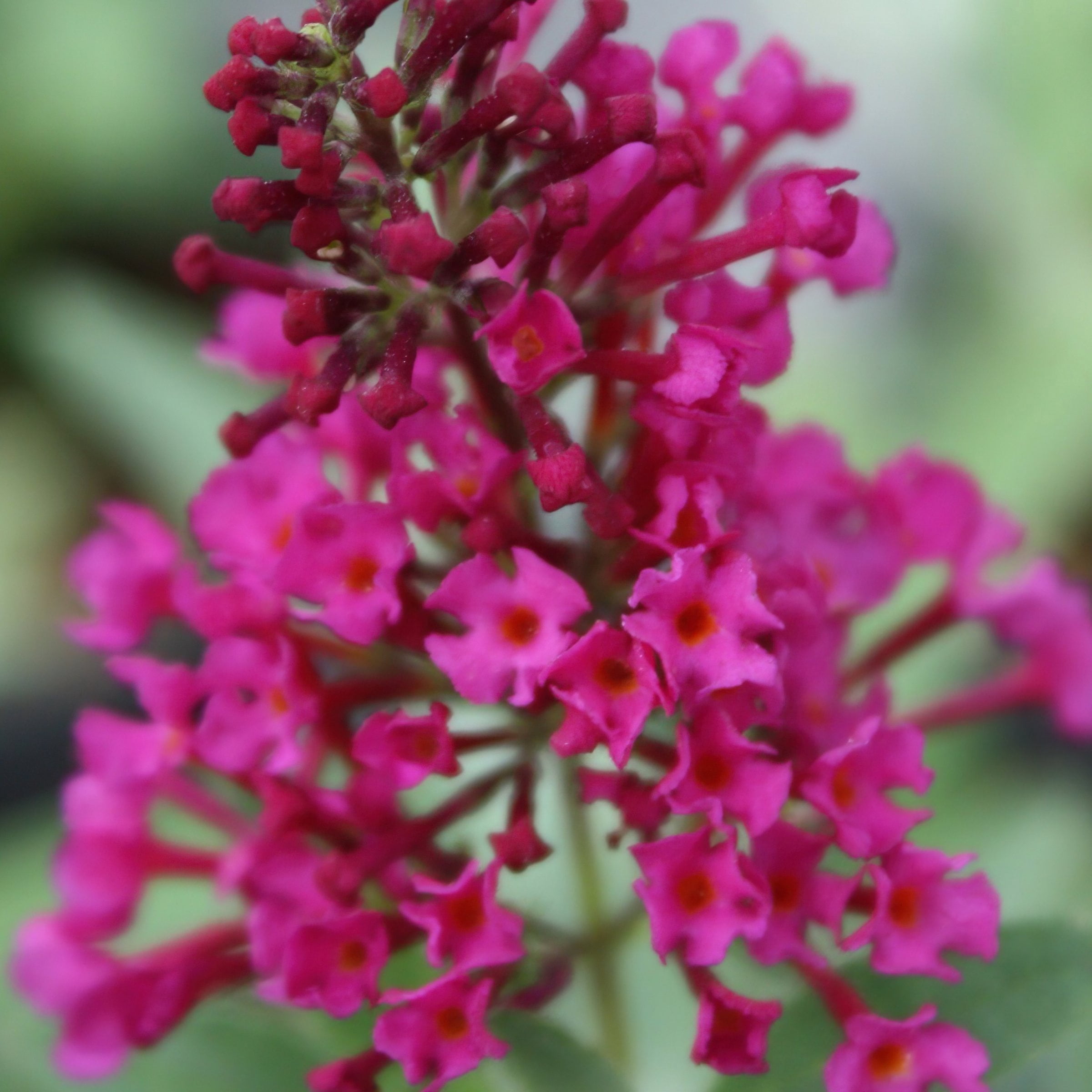 National Plant Network 3.25 in. Buddleia Magenta Buzz (4-Pack)