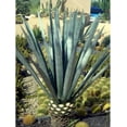 thumbnail image 3 of Pack de 2 Tequila Jose Cuervo Tradicional Plata 950 ml Jose Cuervo Tradicional Plata, 3 of 3