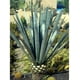 thumbnail image 3 of Pack de 2 Tequila Jose Cuervo Tradicional Plata 950 ml Jose Cuervo Tradicional Plata, 3 of 3