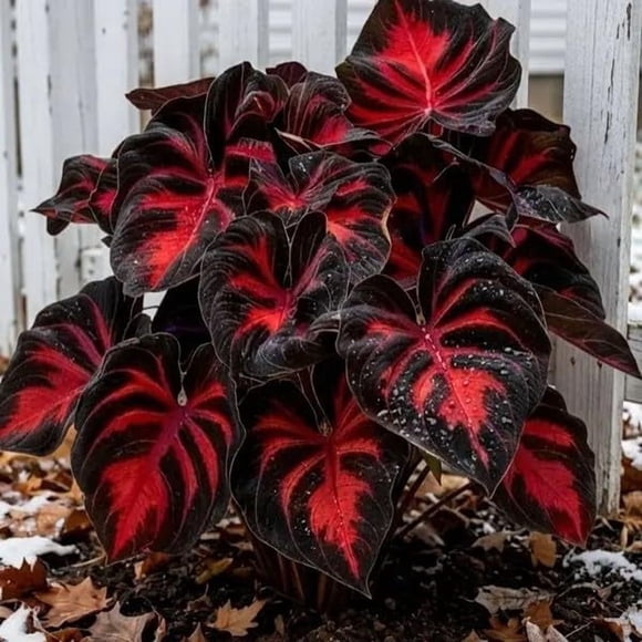 HIGHGW 30+ Rare Hosta Seeds-Perennial Shade-Loving, Beautiful Foliage, Perfect for Borders, Rockeries, Shady Gardens & Patios, Easy Care Landscape Plant