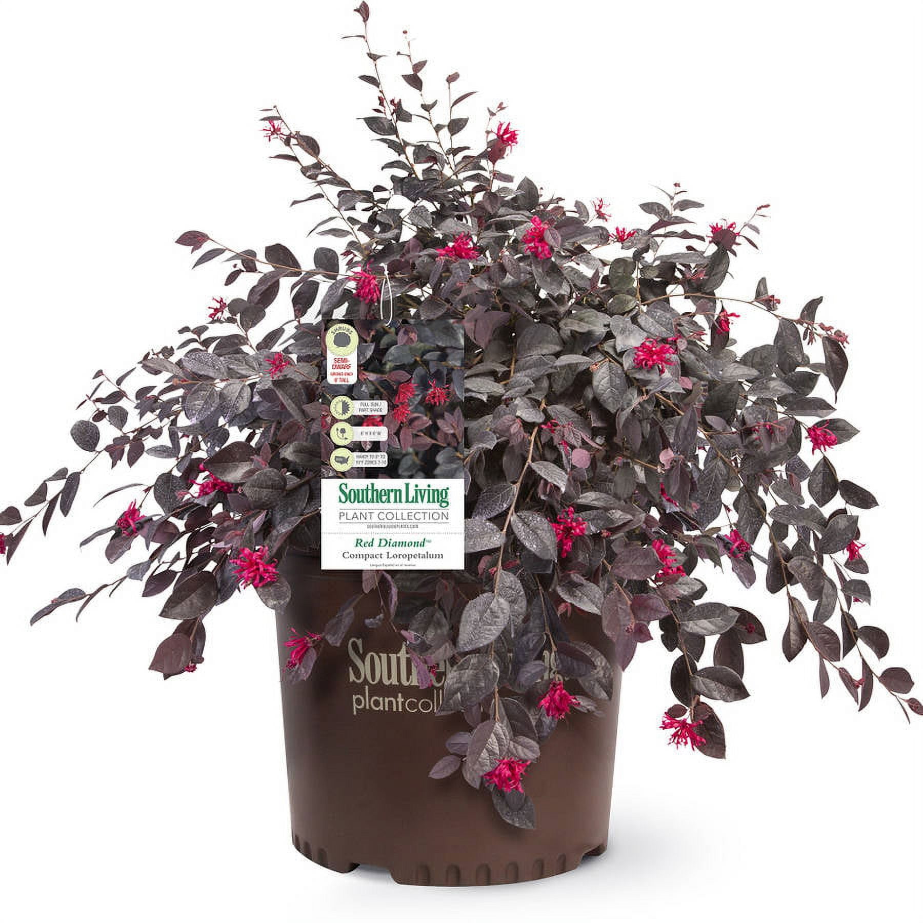 Southern Living Red Diamond Loropetalum Live Shrub in 3-Gallon Grower Pot