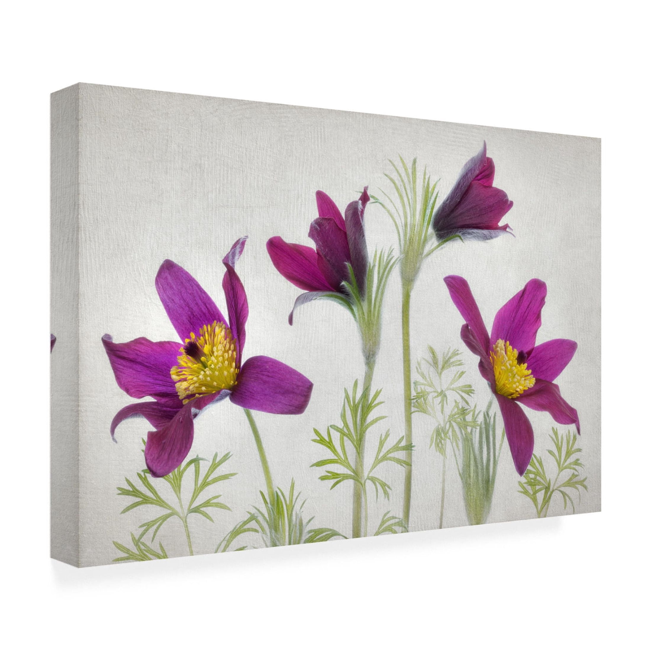 Canvas Wall Art - Mandy Disher 'Pulsatilla' Wall Art for Living Room, Bedroom, or Office Décor by Trademark Fine Art - 19 x 12 Inches
