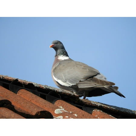 LAMINATED POSTER Gable Sky Roof Bird Birds Dove Feather Poster Print 11 x 17