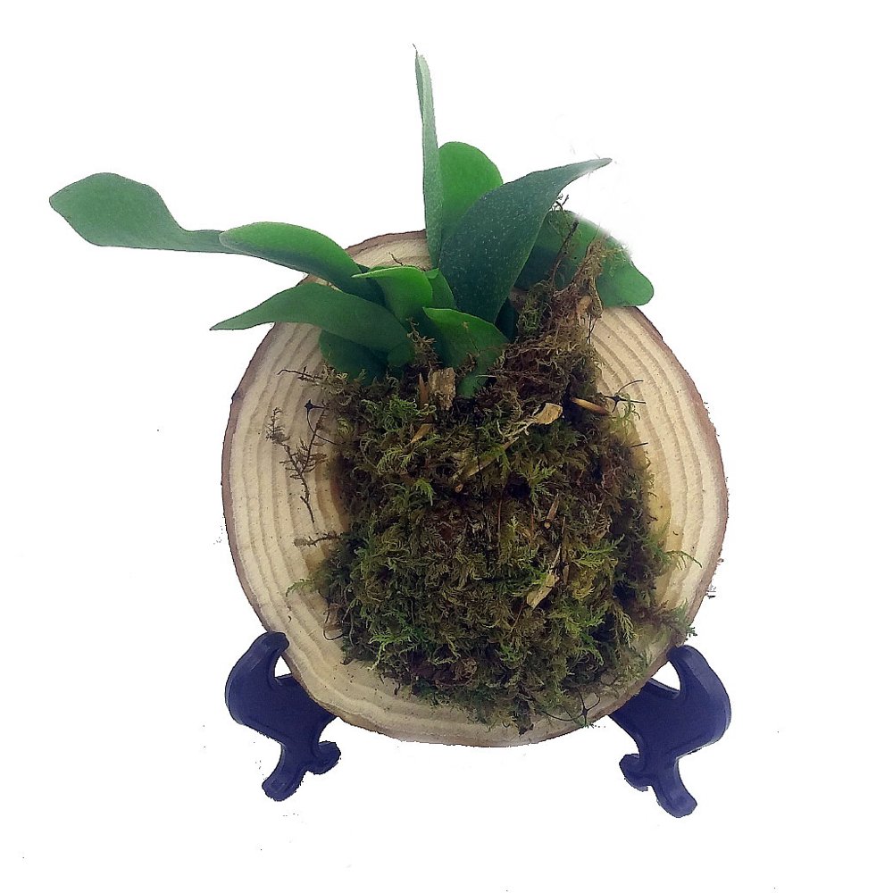 Mini Staghorn Fern Growing on Natural Wood Round Picture Stand