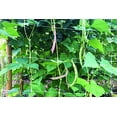 thumbnail image 3 of Tenax 2A150063 79 in. x 100 ft. Lm Trellis Net, White, 3 of 7