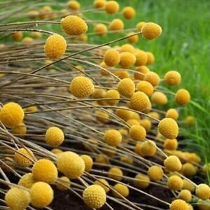

Billy Buttons- (Craspedia Globosa)-50 Seeds-