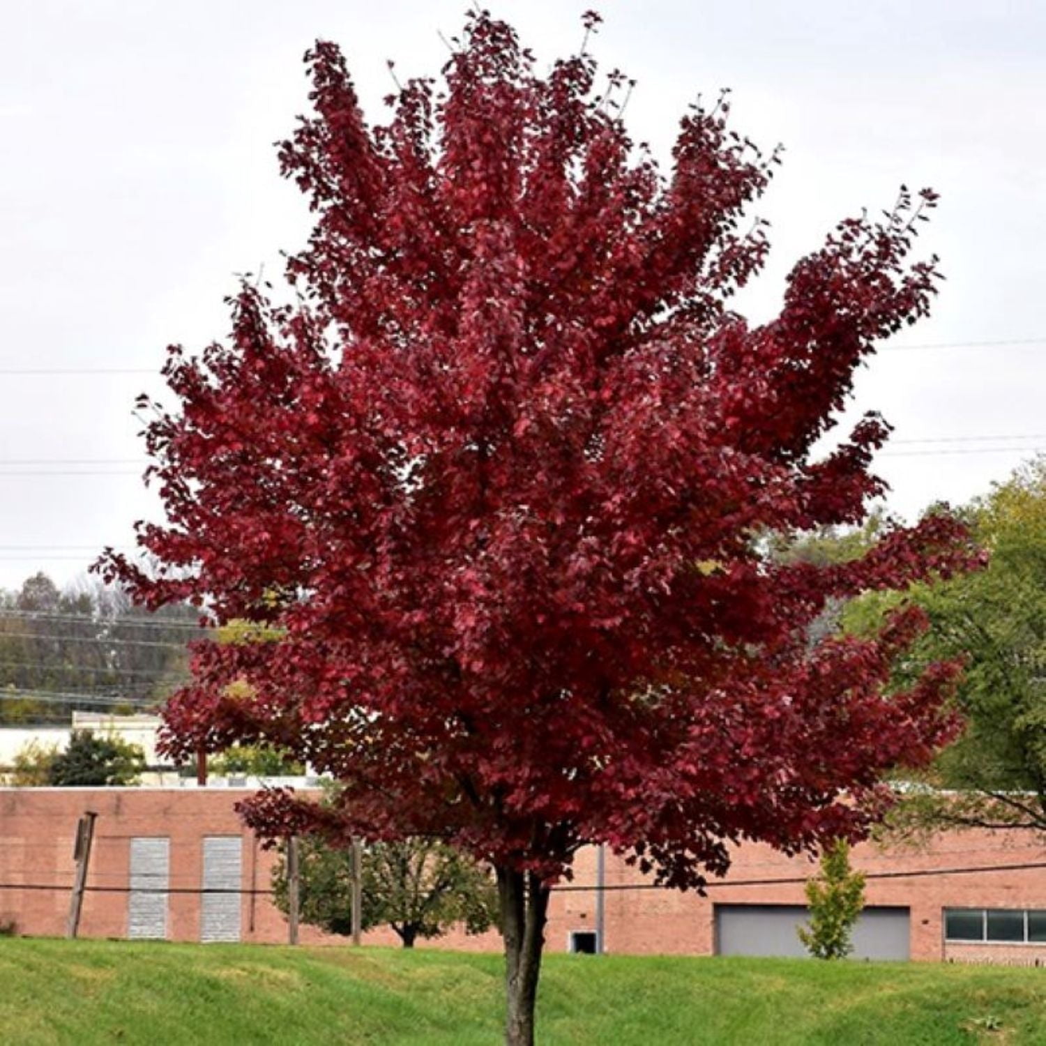 Expert Gardener 3-4' Burgandy Belle Maple Tree in 7 gal. Grower Pot