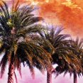 thumbnail image 2 of Hifi Palms I by Skip Nall, Canvas Wall Art, 12W x 12H, 2 of 2