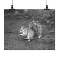 thumbnail image 2 of Print: Squirrel, 1913, 2 of 4