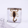 thumbnail image 3 of Bewildely Exquisita opción de regalo, espécimen de insecto, pisapapeles, taxidermia, estilo único, espécimen de insecto gigante real Decoración del hogar, 3 of 6