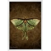 Steampunk Luna Moth by Brigid Ashwood Butterfly Wall Decor Insect Wall Art of Moths and Butterflies Illustrations White Wood Framed Art Poster 14x20